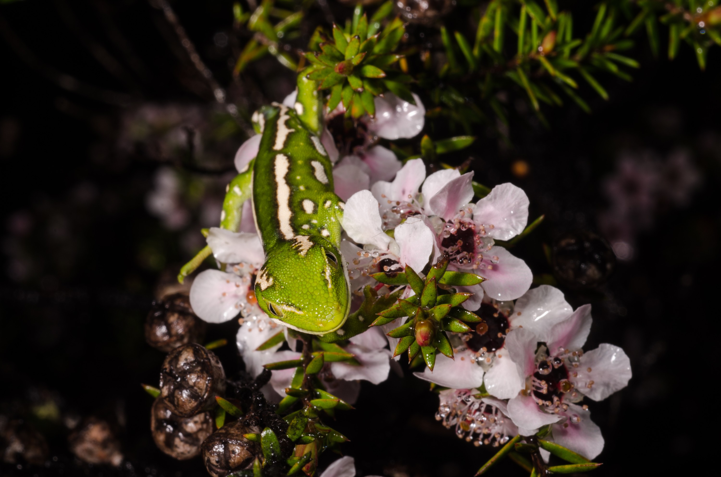 DSC_2184 – Northland, green, gecko, Naultinus, grayii, lizard, far north, north, far, Crispin, reptiles, amphibians, rare, cold, blood, new, new zealand, zealand, nz